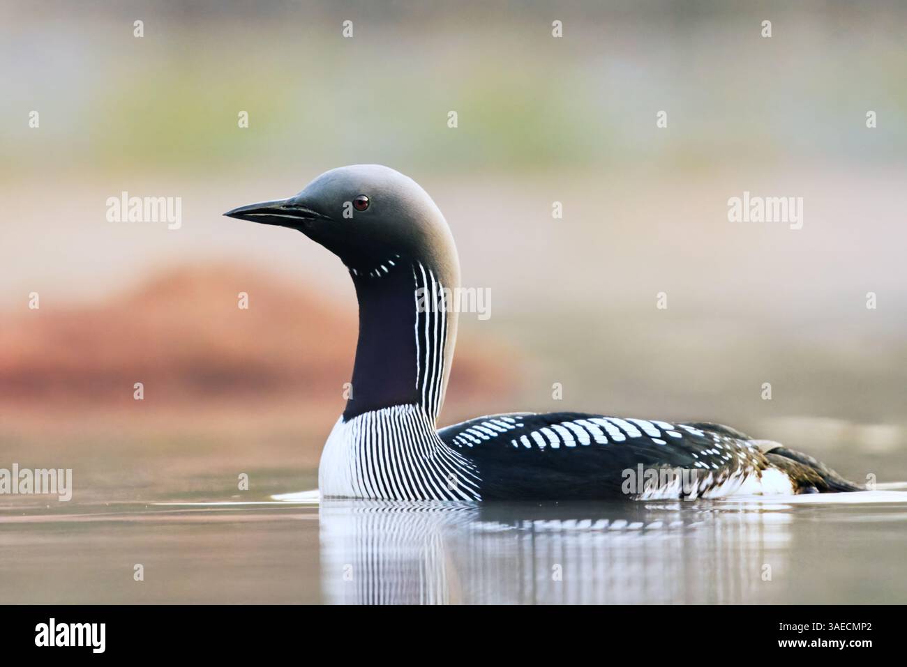 Schwarzkehlentaucher, Eiskehlentaucher oder Schwarzkehlentaucher (Gavia arctica), die im Frühjahr in einem See schwimmen. Stockfoto