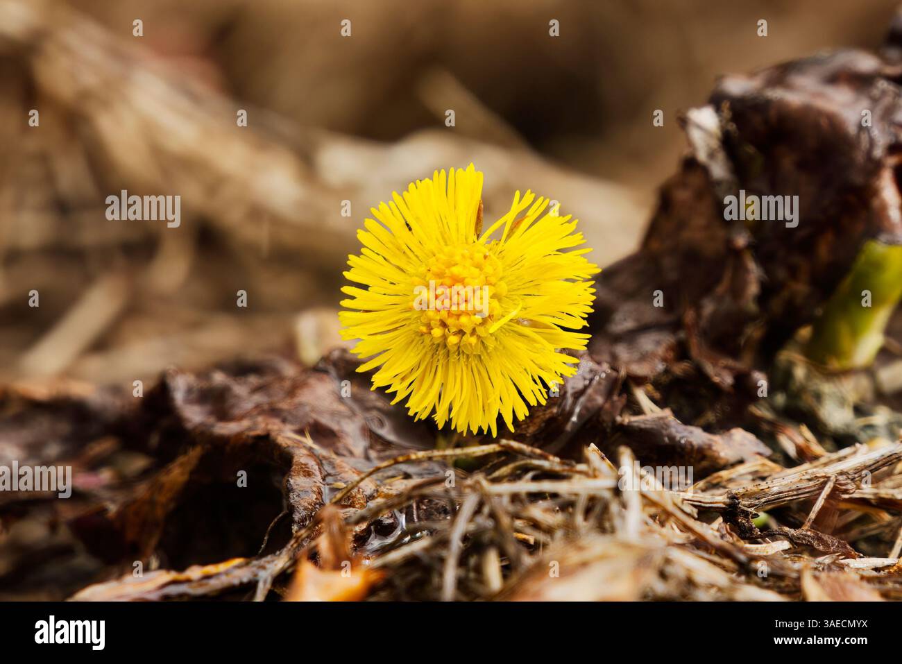 Der Huffuss (Tussilago farfara) blüht im Frühjahr. Stockfoto