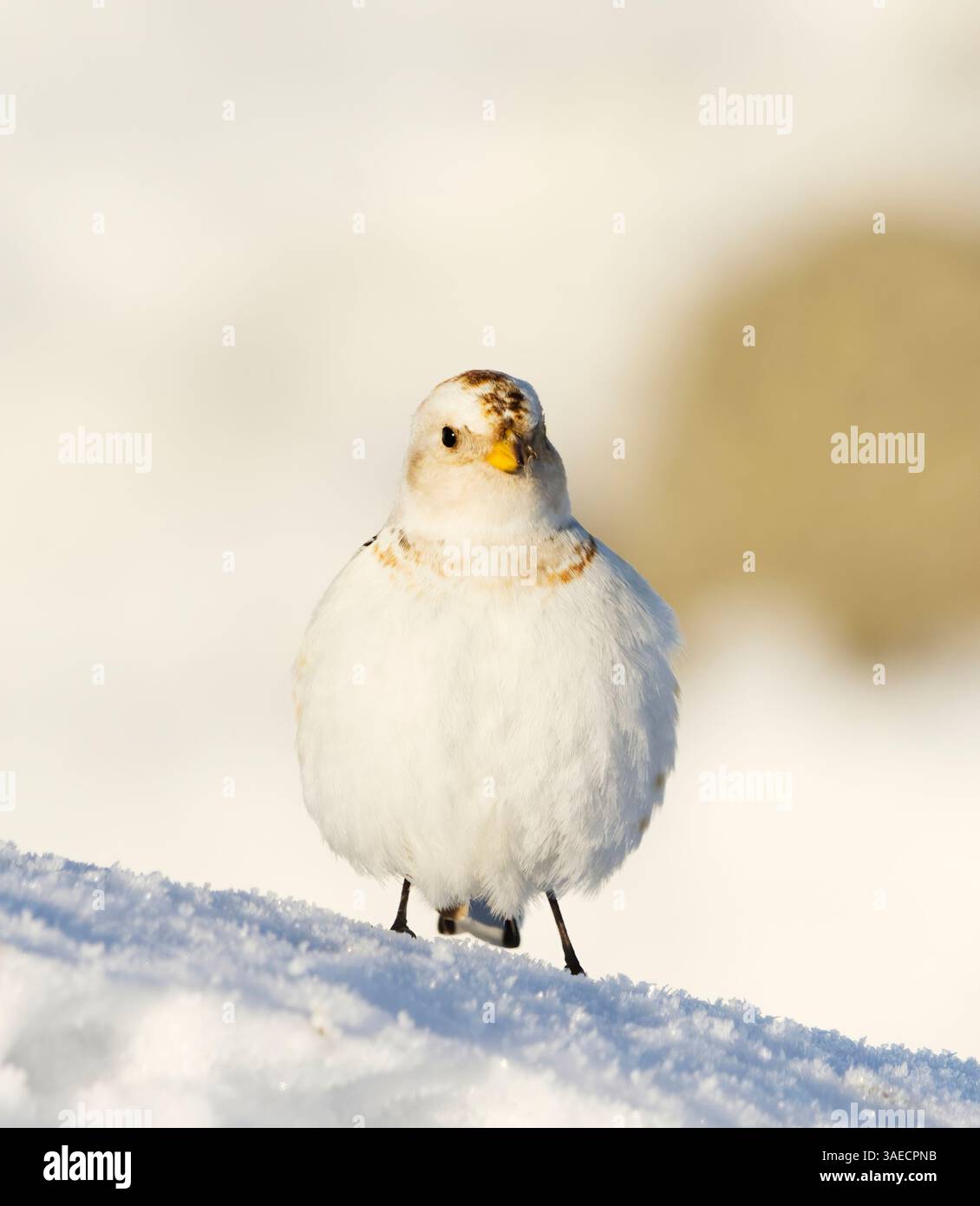 Schneehähne (Plectrophenax nivalis), die im Frühjahr im Schnee stehen. Stockfoto