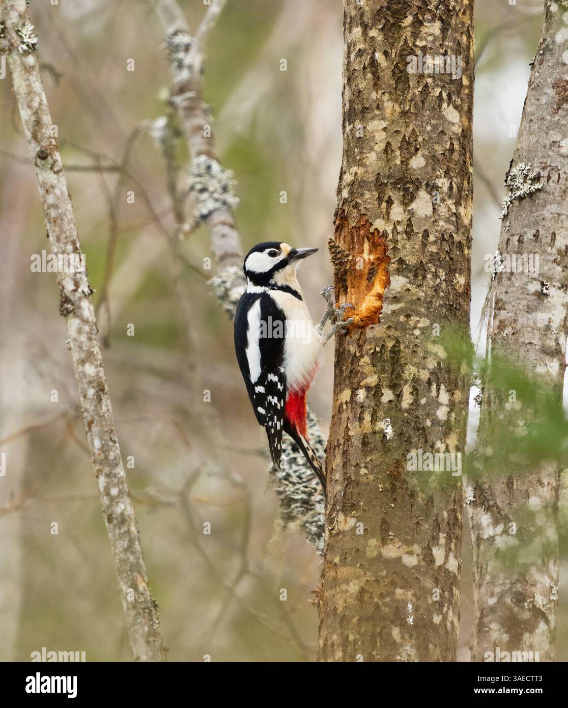 Großspecht (Dendrocopos Major), Weibchen, die sich im Winter an einem Kiefernkegel ernähren. Stockfoto