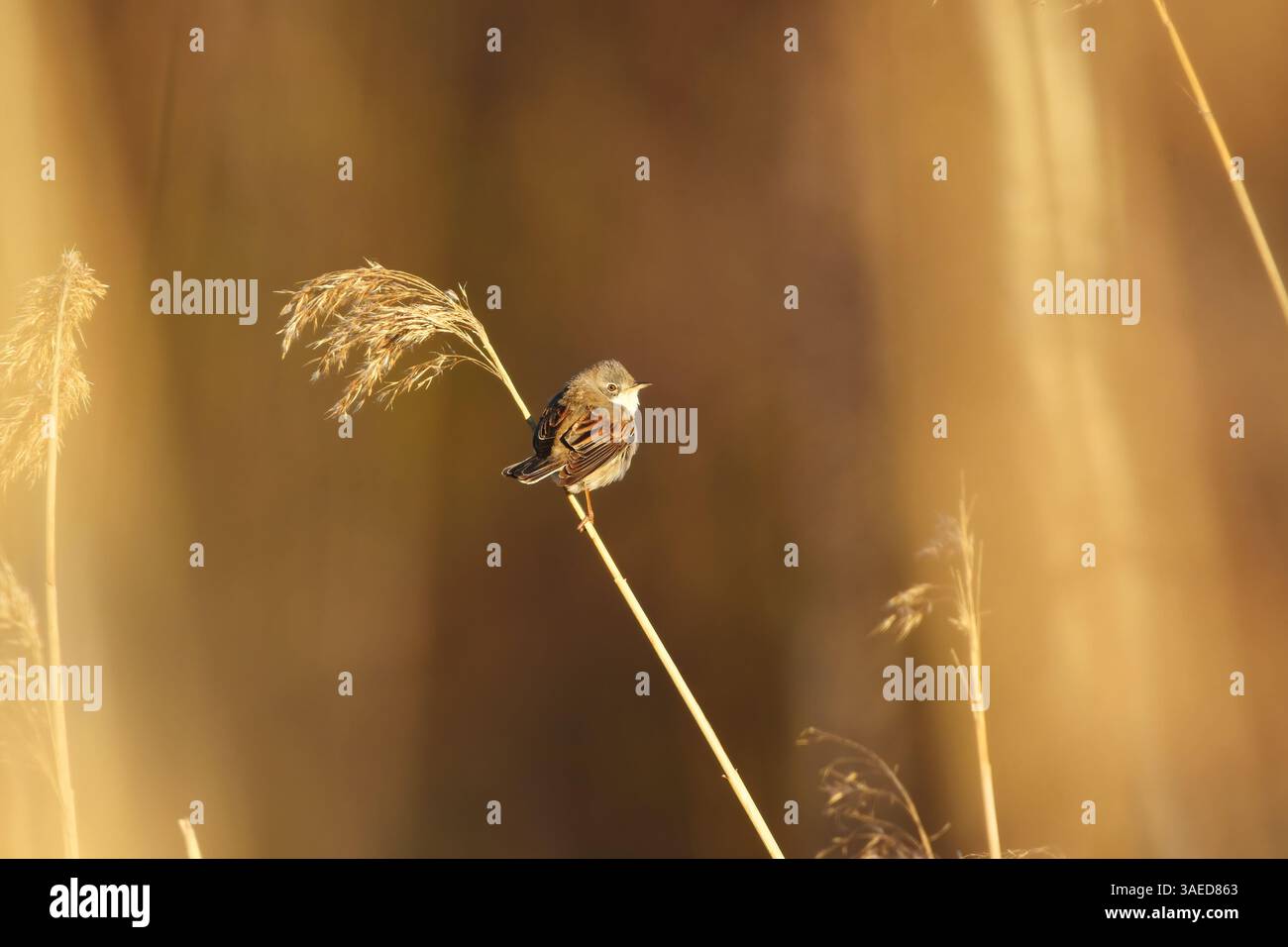 Gewöhnliches Weißbrot oder großes Weißbrot (Curruca communis), das im Frühjahr auf einem Schilf sitzt. Stockfoto