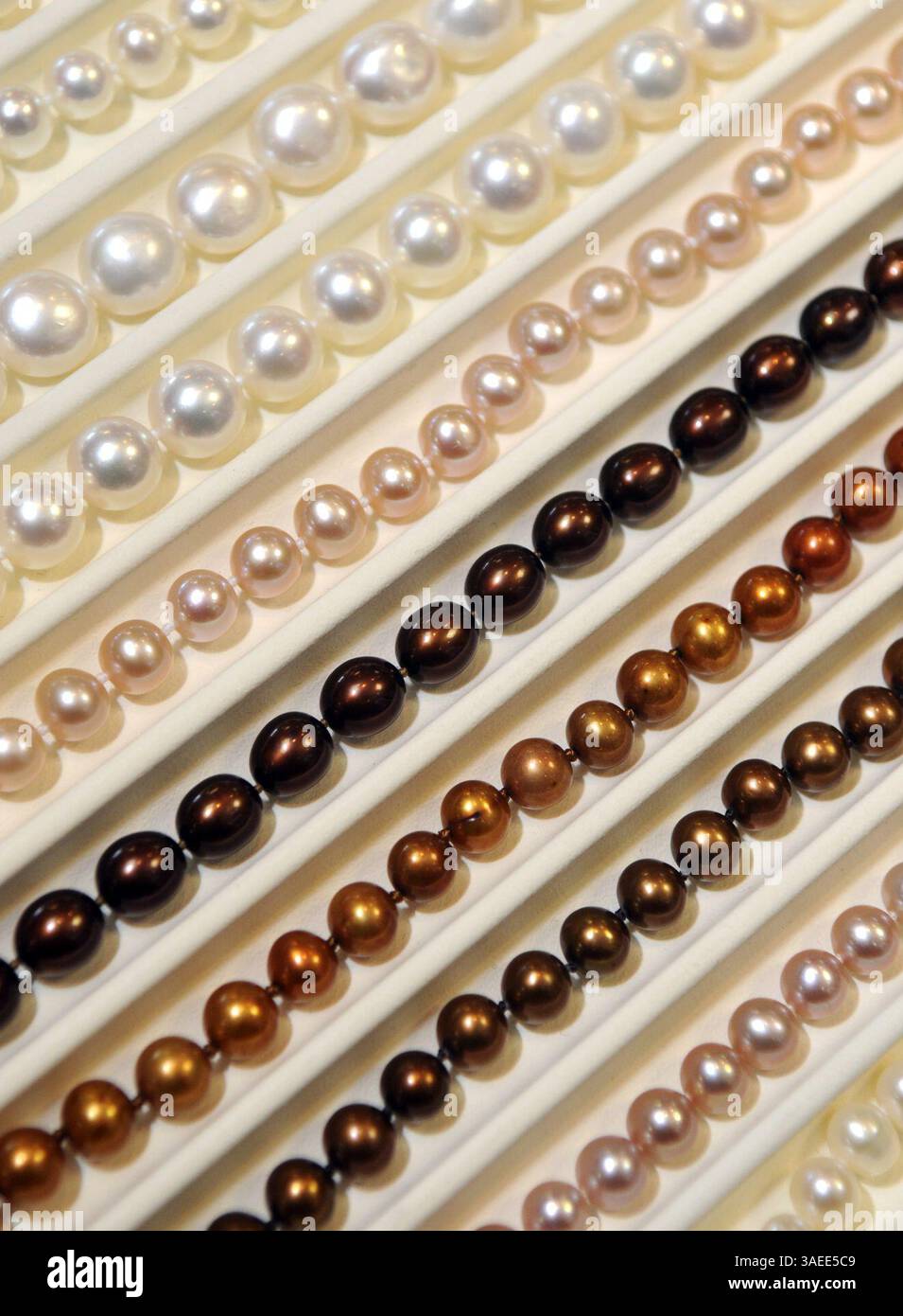 17. November 2011 - Albuquerque, NM, USA - Greg SORBER -- Ein Tablett mit Süßwasserzuchtperlen verkauft von $49 bis $895 bei Shelton Jewelers in 7001 Montgomery NE. (Bild: © Greg SORBER/Albuquerque Journal/ZUMAPRESS.com) Stockfoto