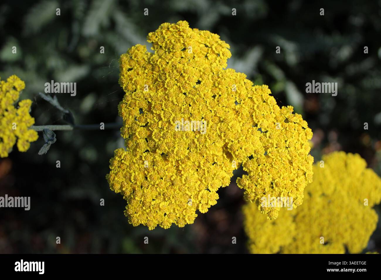 Gelbe Schafgarbe in Blüte - Makroaufnahme bei natürlichem Licht. Stockfoto