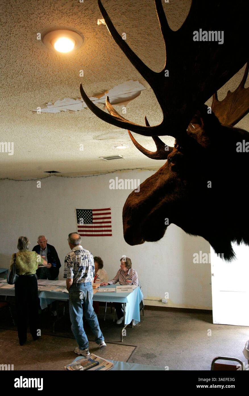 Juni 2008 - Oceanside, Kalifornien, USA - am Wahlplatz der Moose Lodge am North Coast Highway scheint ein Elchkopf, der von der Wand hängt, über den Ort zu wachen. Die Wähler geben ihre Stimmzettel für die landesweiten Direktwahlen ab, einschließlich der Vorwahlen im Kongress und konkurrierender Maßnahmen auf dem Gebiet der herausragenden Domäne (Credit Image: San Diego Union-Tribune/ZUMAPRESS.com) Stockfoto