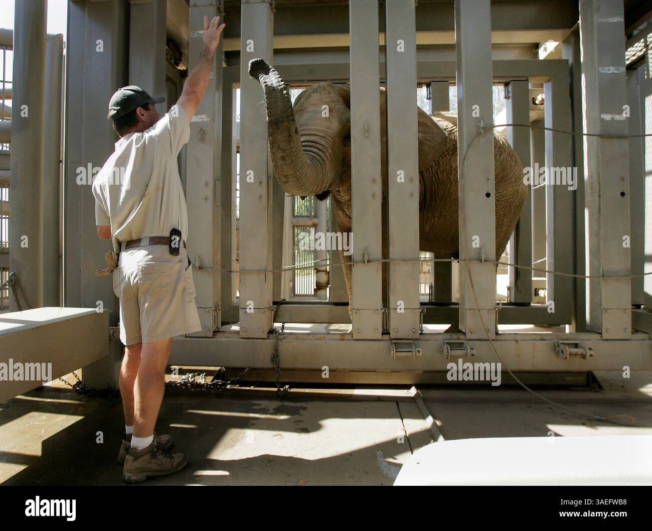 Oktober 2009, Escondido, Kalifornien, USA. Keith Crew, Senior Keeper im San Diego Wild Animal Park, gibt ein Signal an Lungile, einen afrikanischen Elefanten, am Montag in Escondido, Kalifornien. Die Crew signalisiert dem Elefanten eine mündliche Untersuchung, damit er die Gesundheit des Elefantenmundes überprüfen kann. Die Parkwächter verwenden nun eine neue positive Bewehrungstechnik namens Protected Contact als Methode, um die Elefanten zu trainieren. (Bild: San Diego Union-Tribune/ZUMAPRESS.com) Stockfoto
