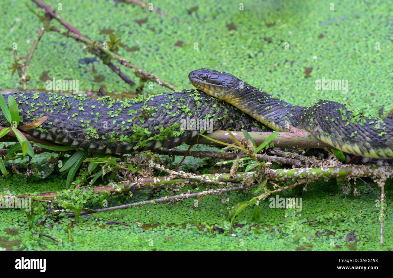 Gewöhnliche (oder nördliche, östliche) Wasserschlange (Nerodia sipedon), die in der Sonne auf Entenweed, High Island, Texas, USA, liegt. Stockfoto