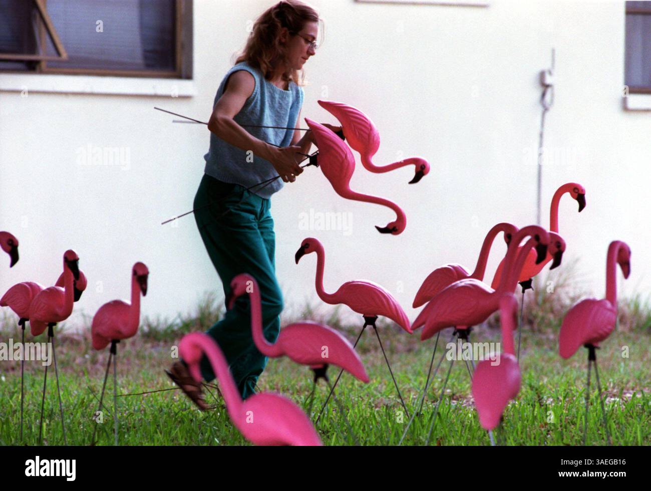 NP 35847 - - LIEFERUNG AN: N. Pinellas - - 10/17/96 - - Dunedin - - BILDUNTERSCHRIFT INFO: Get the Herck out My Yard ist ein Unternehmen im Besitz von Stacey Knights (cq) aus St. Petersburg. Gäste können einen Hof rosafarbener Flamingos anfordern, um besondere Anlässe zu feiern; Geburtstage sind ein Favorit. Stacey Knights (cq) umfasst ein Gebiet von New Port Richey südlich bis Sarasota Bradenton und östlich bis zur Interstate 75. Sie begann ihre Geschäftstätigkeit 1987 in Texas, zog 1988 hierher und begann im Dezember 1993 das Geschäft in Florida. Sheusual stellt 50 Vögel auf einen Blick, die in der Nacht hereinrutschen. Foto Nr. 1 - sammelt ihre Herde Stockfoto