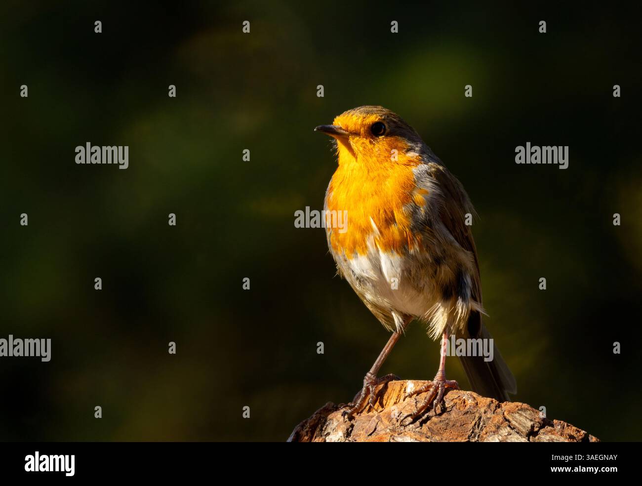 Nahaufnahme eines rotkehlvogels in Sonnenlicht und Schatten, der auf einem Ast steht Stockfoto
