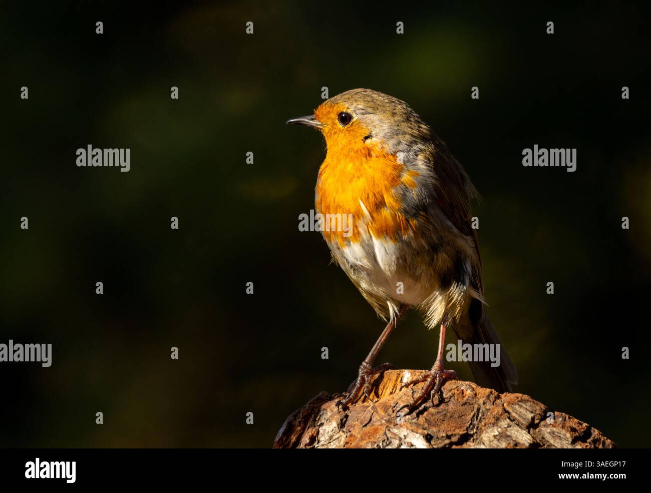 Nahaufnahme eines rotkehlvogels in Sonnenlicht und Schatten, der auf einem Ast steht Stockfoto