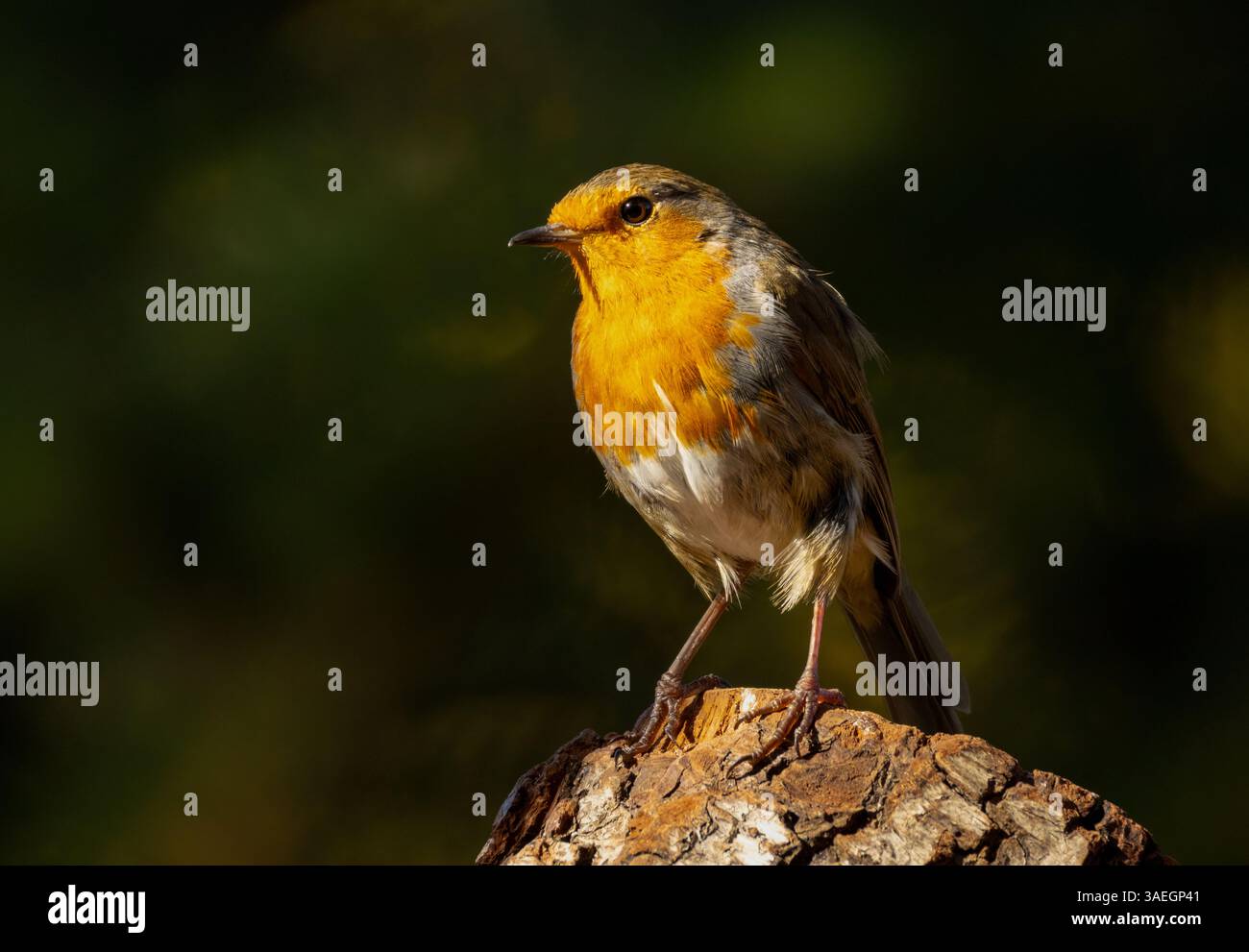 Nahaufnahme eines rotkehlvogels in Sonnenlicht und Schatten, der auf einem Ast steht Stockfoto