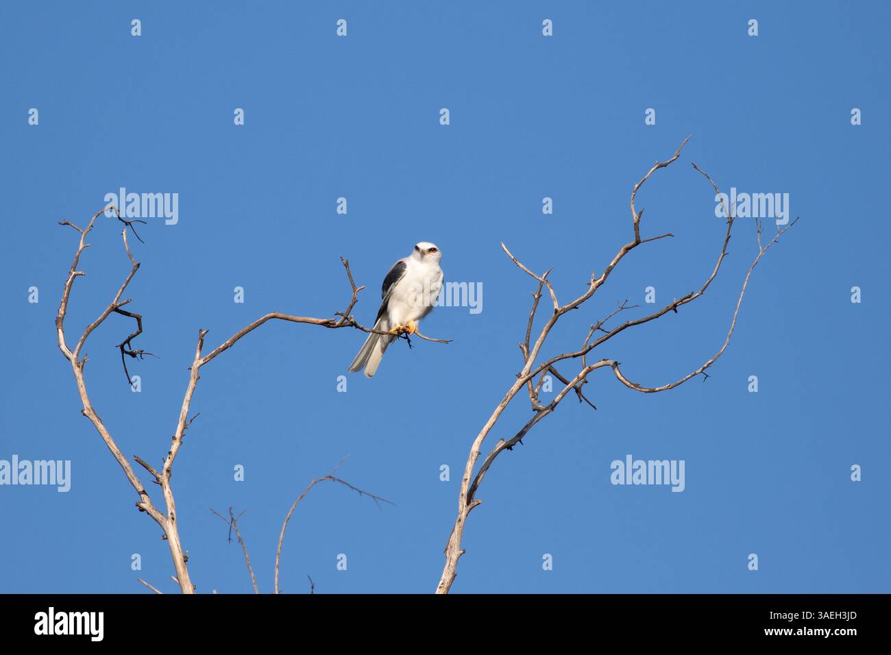 Der Weißschwanzkite Elanus leucurus sitzt auf einem Baumzweig vor einem klaren blauen Himmel in Südkalifornien Stockfoto
