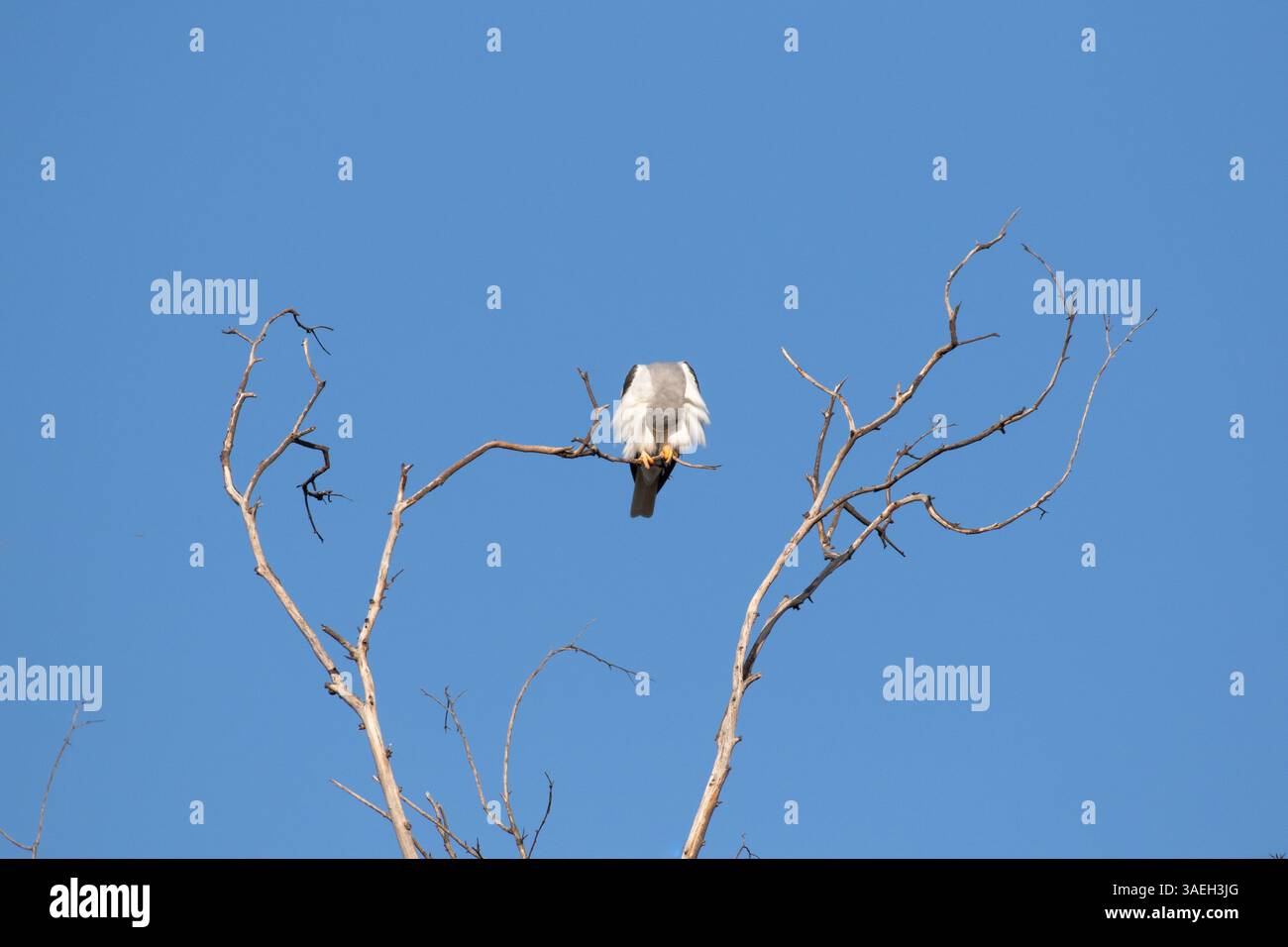Weißschwanz-Kite Elanus leucurus sitzt auf einem Baumzweig und hat den Kopf unter der Preening versteckt Stockfoto