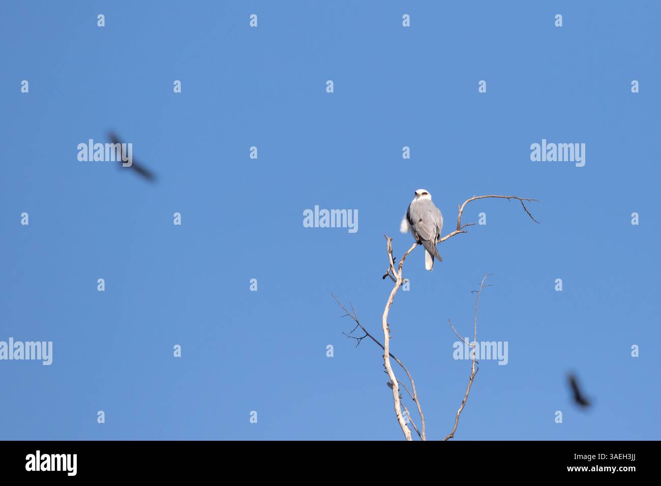 Weißschwanzkite Elanus leucurus sitzt auf einem Baumzweig vor einem klaren blauen Himmel mit putengeiern, die darüber kreisen Stockfoto