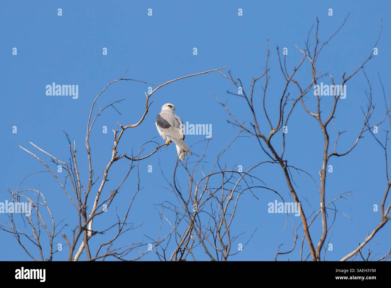 Der Weißschwanzkite Elanus leucurus sitzt auf einem Baumzweig vor einem klaren blauen Himmel in Südkalifornien Stockfoto