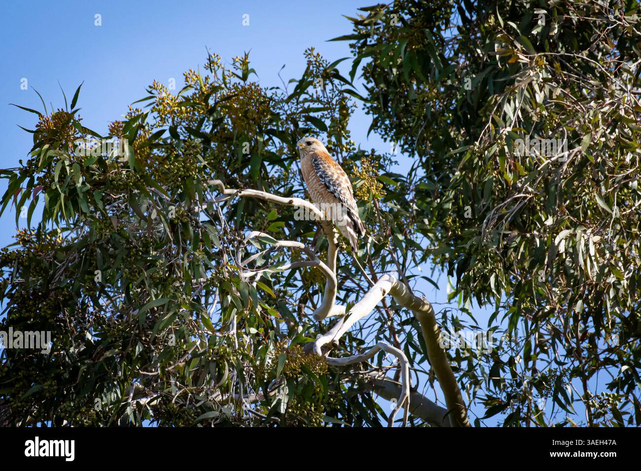 Roter Falke mit Schultern. Buteo lineatus. Auf einem Baum in Orange County, Südkalifornien, USA Stockfoto