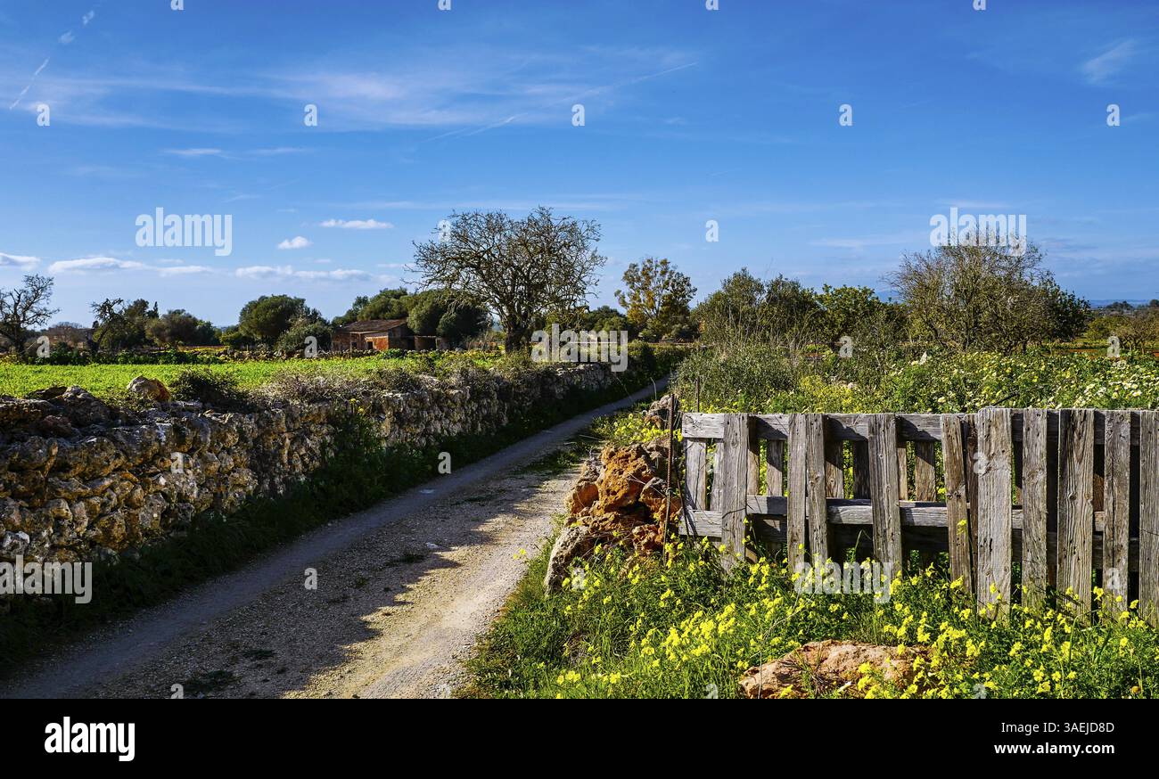 Landschaft und Natur im Februar, Mallorca, Spanien, Europa Stockfoto