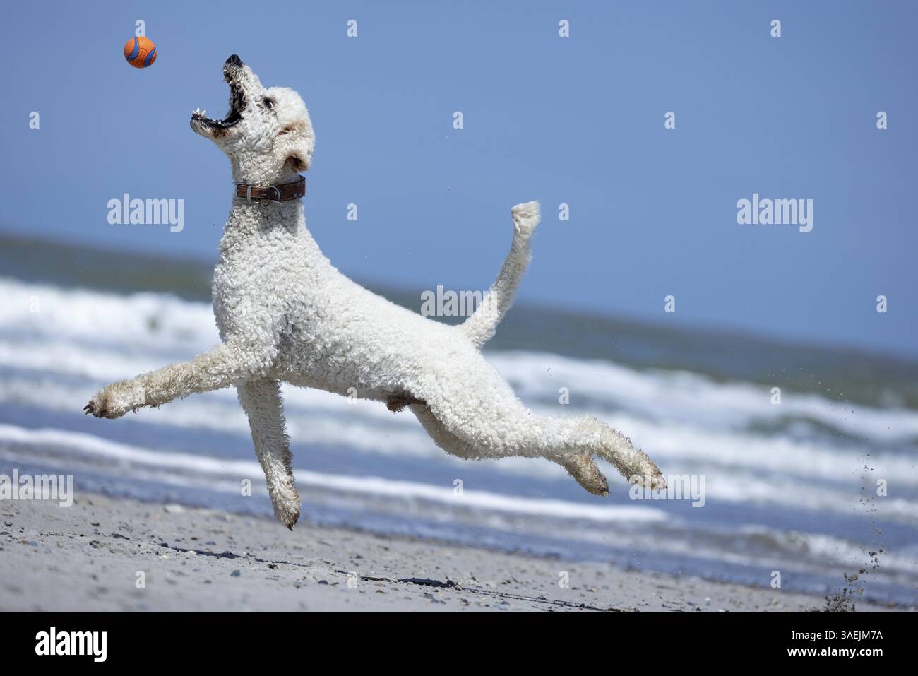 Ein Hund springt hoch, um am Strand einen Ball zu fangen Stockfoto