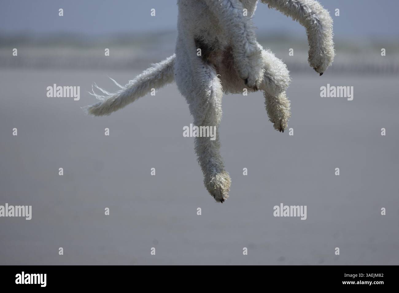 Die Beine eines Hundes, Pudels, der in die Luft springt und aus dem Bild am Strand, Groede, Zeeland, Niederlande Stockfoto