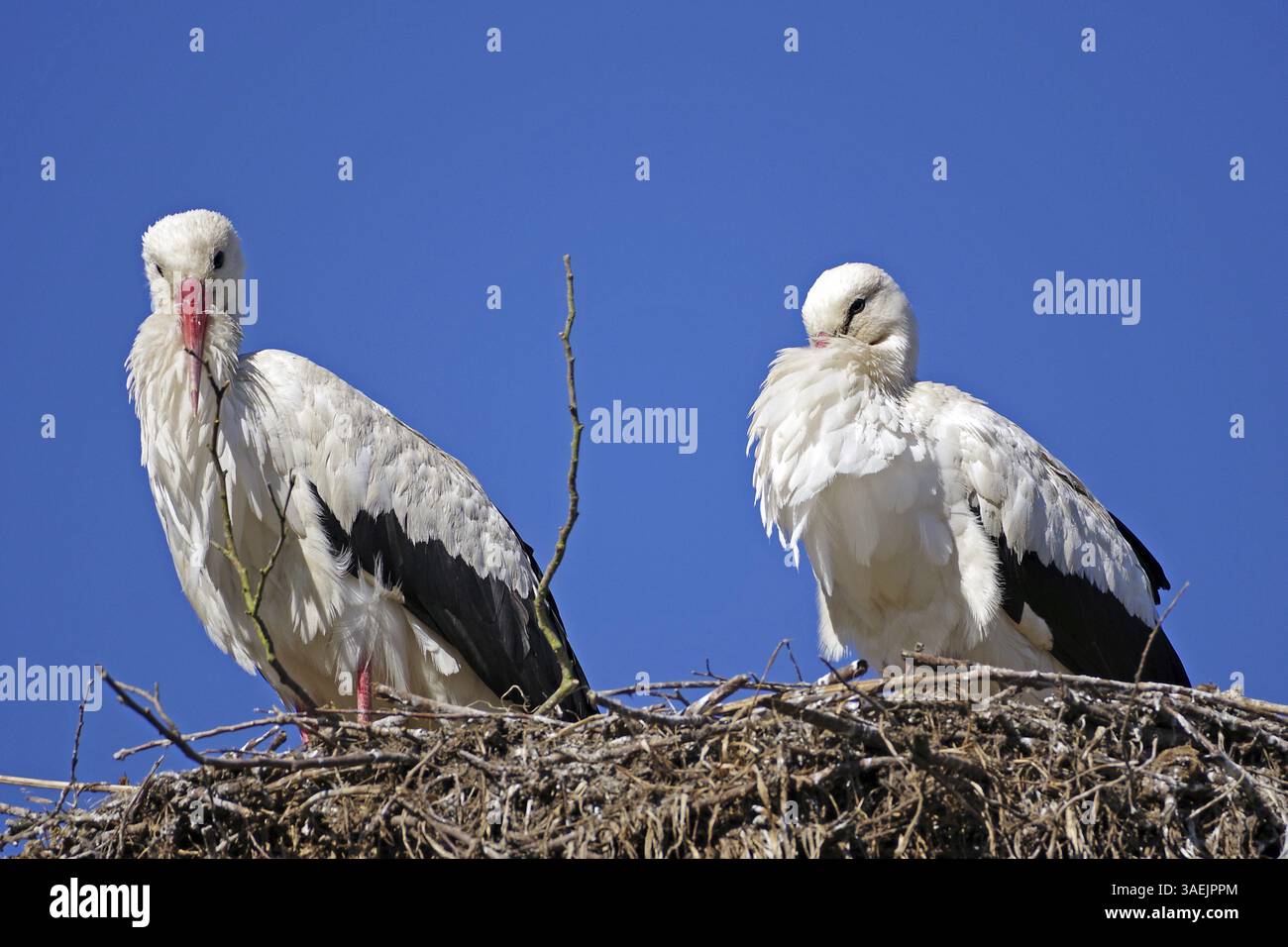 Zwei Störche in einem Nest unter blauem Himmel, Wendland, Niedersachsen, Deutschland, Europa Stockfoto