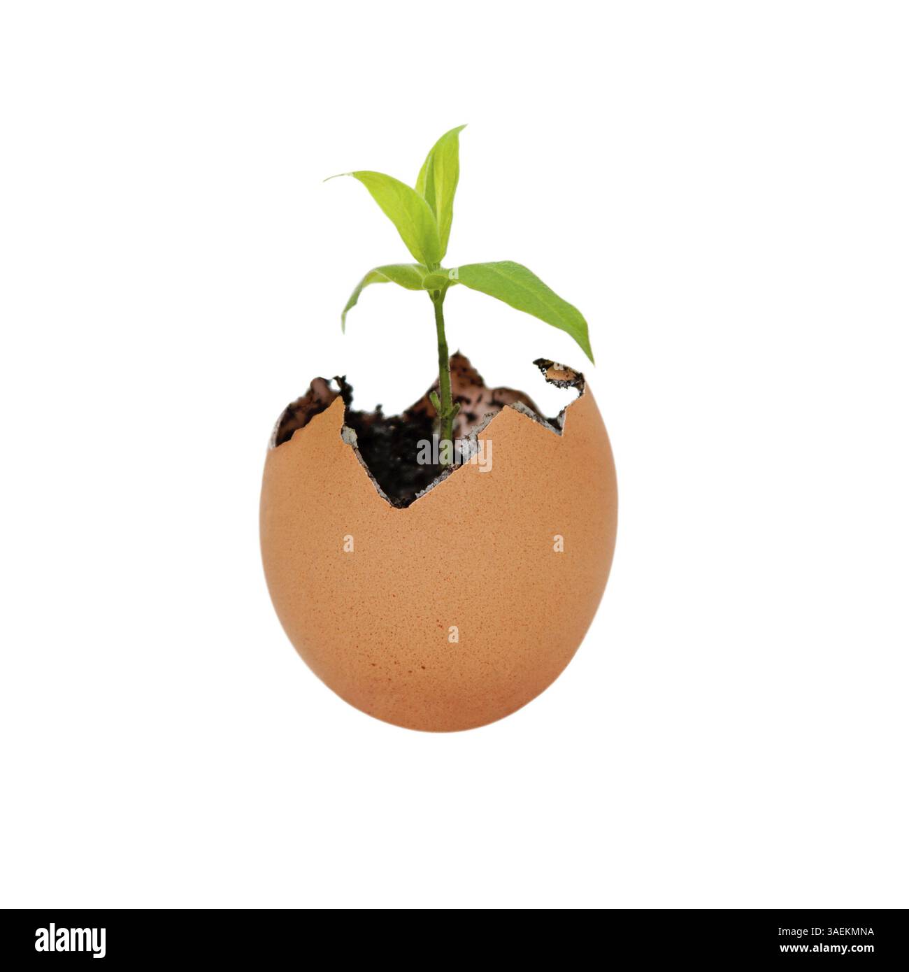 Braune Eierschale mit Erdschmutzsand aufgerissen und grüner Pflanze wächst Metapher für neues Leben und Umwelt, isoliert, New York, USA, Nein Stockfoto