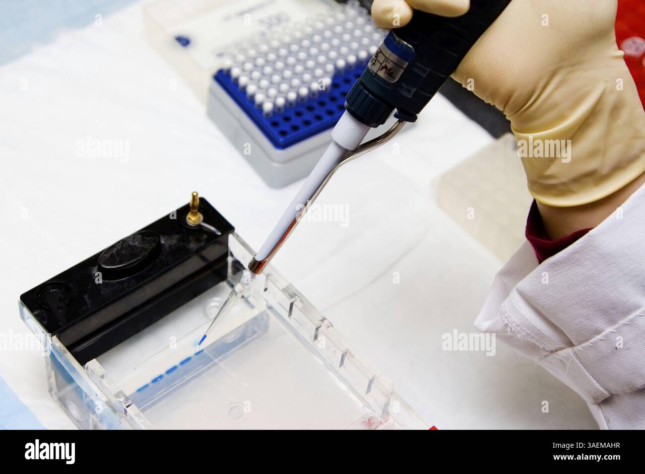 Wissenschaftler, der ein Agarosegel für die Elektrophorese lädt, New York, USA, Nordamerika Stockfoto