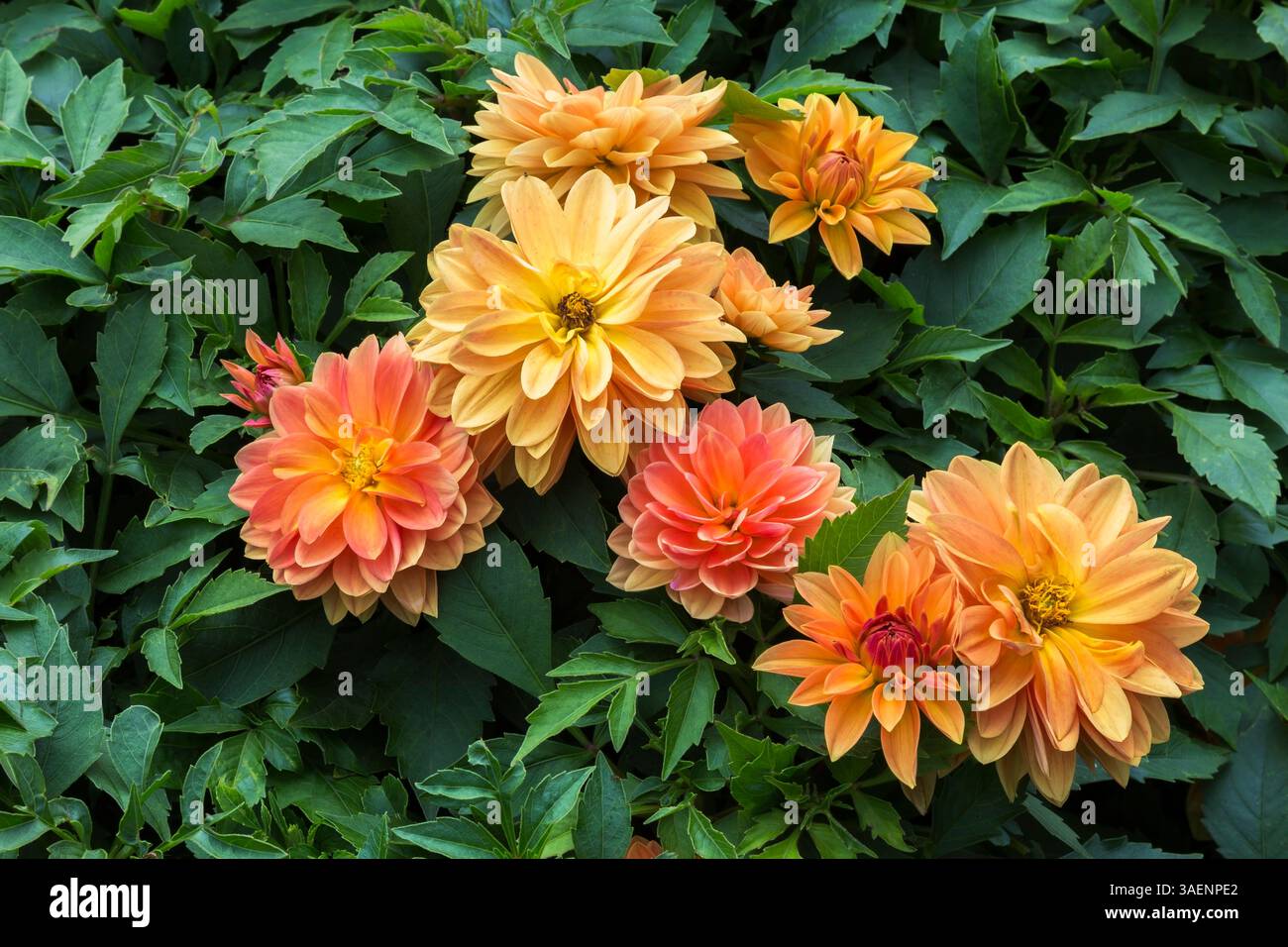 Nahaufnahme der Dahlia 'Dalaya Apricot' Blumen im Sommer. Stockfoto