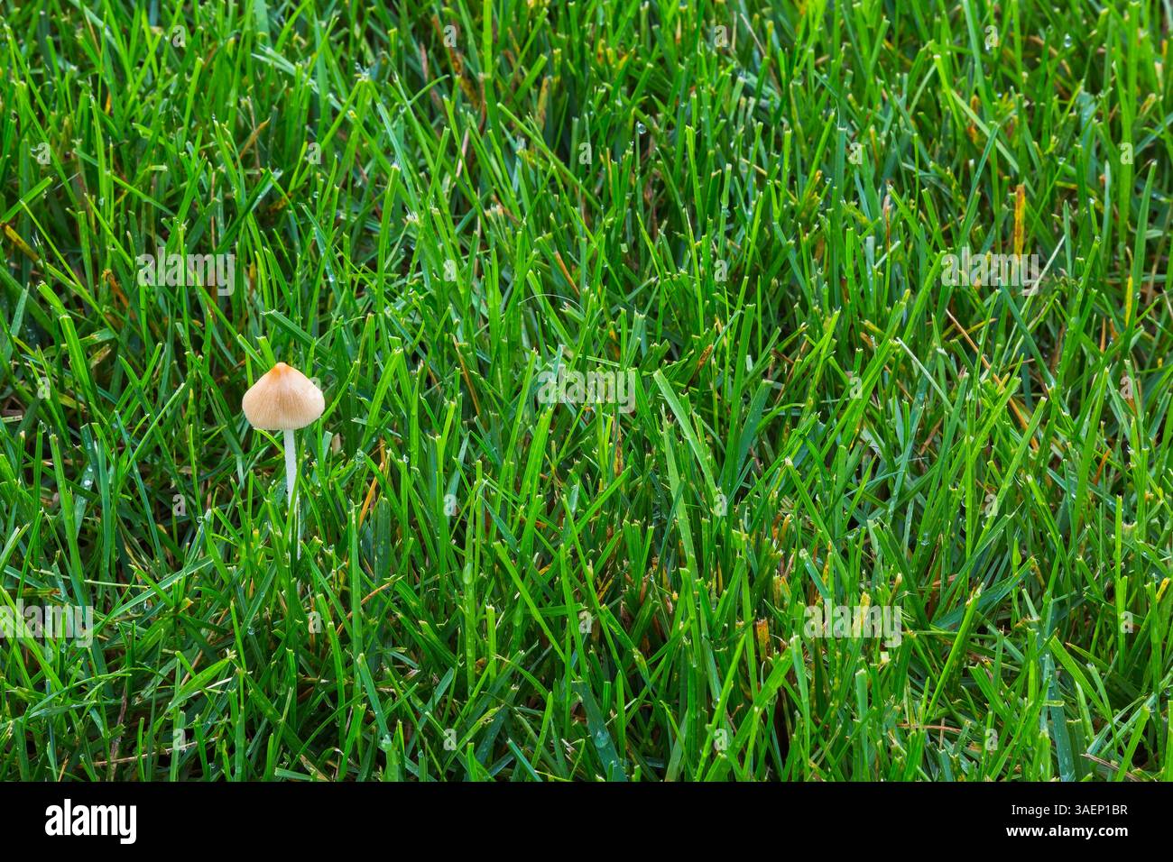 Gastrocybe lateritia - Bohnen-Sprout-Pilz wächst im überwässerten Poa pratensis - Kentucky Bluegrass Rasen im Sommer, Quebec, Kanada Stockfoto