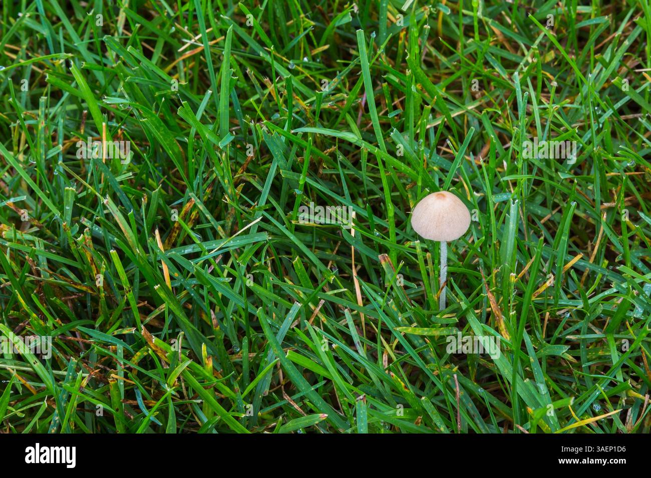 Gastrocybe lateritia - Bohnen-Sprout-Pilz wächst im überwässerten Poa pratensis - Kentucky Bluegrass Rasen im Sommer, Quebec, Kanada Stockfoto