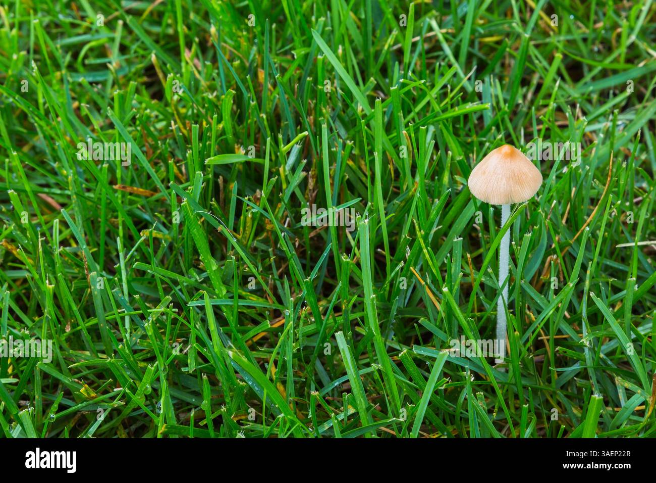 Gastrocybe lateritia - Bohnen-Sprout-Pilz wächst im überwässerten Poa pratensis - Kentucky Bluegrass Rasen im Sommer, Quebec, Kanada Stockfoto