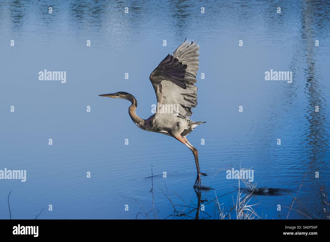 Herons Wingbeat: Detaillierte Flugdynamik – Gigapixel Stockfoto