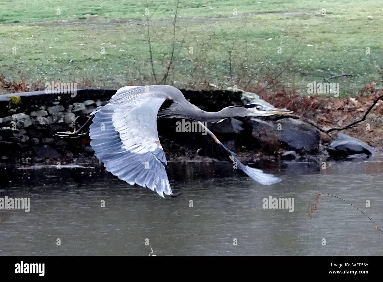 Herons Wingbeat: Detaillierte Flugdynamik – Gigapixel Stockfoto