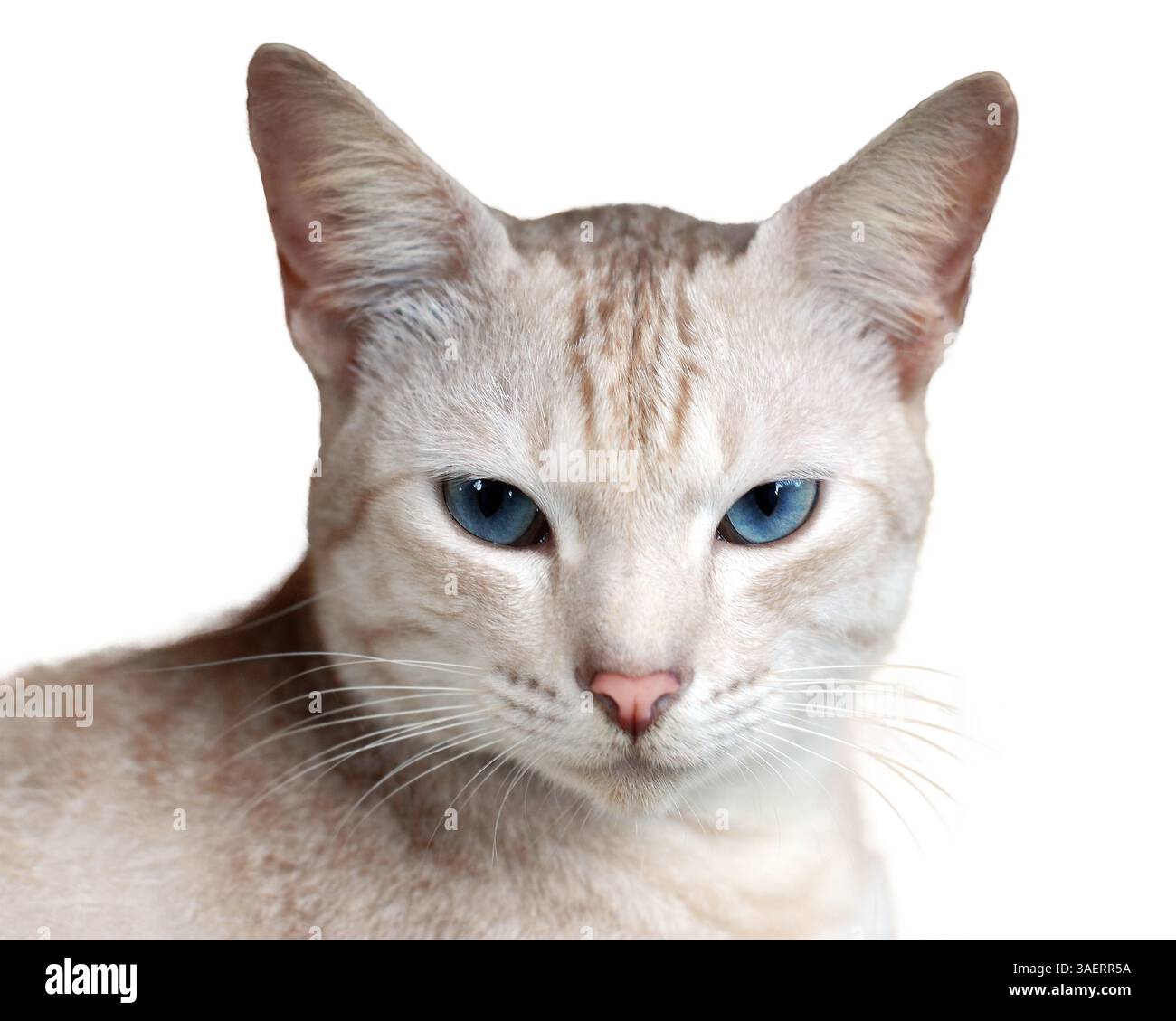 Porträt einer schönen blauäugigen Katze Stockfoto