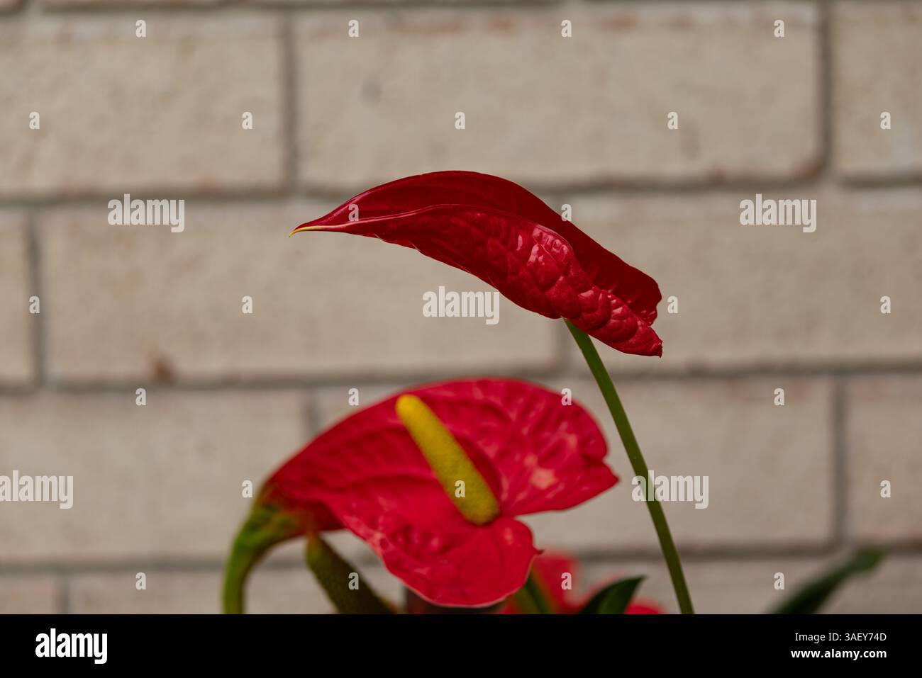 Auffällige Anthuriumblüten in unserem Garten Stockfoto