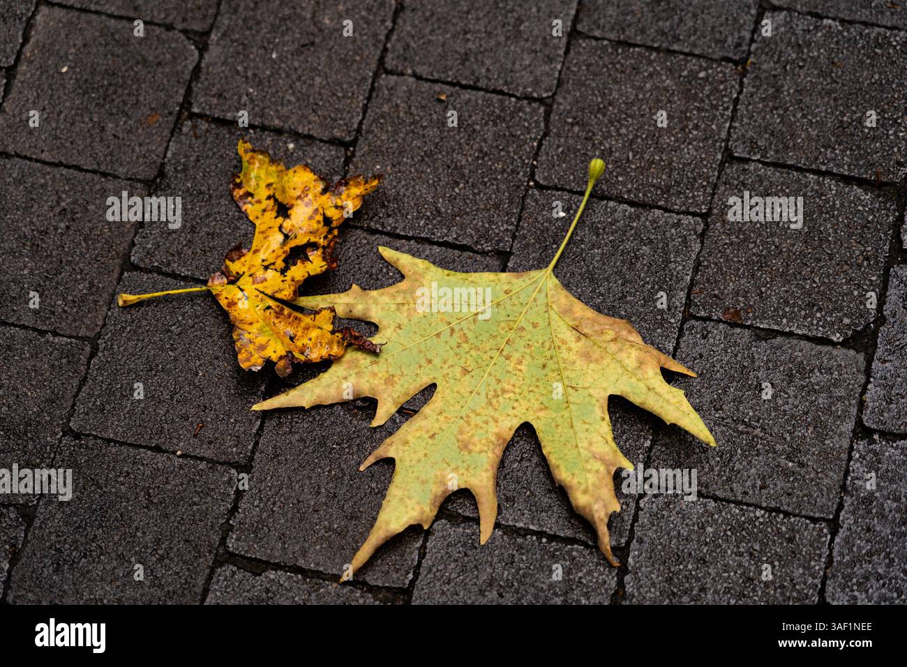 Draufsicht auf zwei Herbstblätter auf strukturiertem grauen Pflaster. Naturhintergrund mit saisonaler Stimmung Stockfoto