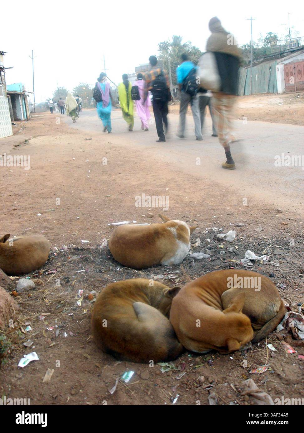 5. Januar 2005; Puri, INDIEN; streunende Hunde sitzen auf warmer Asche, um am 5. Januar 2005 in Puri, etwa 70 km östlich von Orissa, etwas Wärme zu bekommen. Arme Indianer, die sich keine Heizung leisten konnten, sitzen im Winter am Feuer auf der Straße. Stockfoto