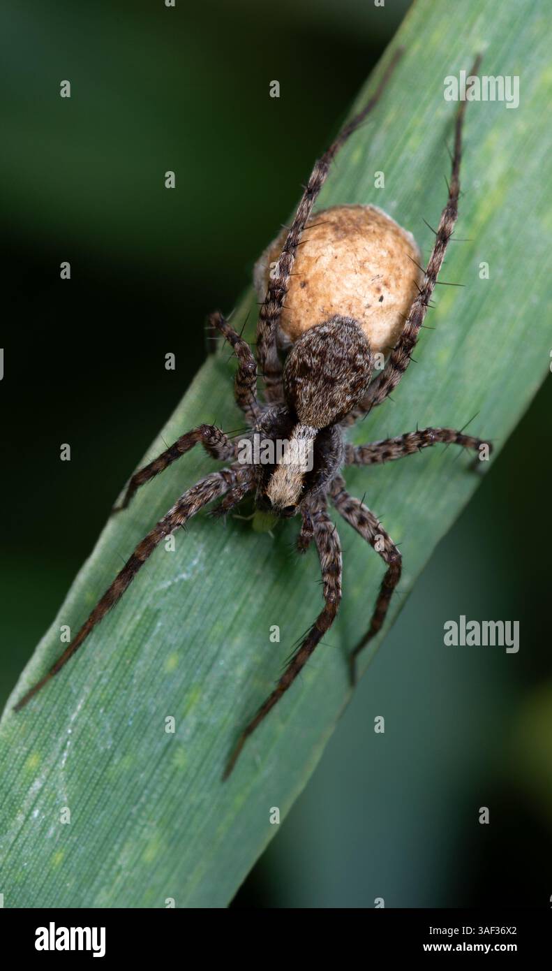Landspinne, Pardosa Milvina, sitzt mit ihrem Kokon und isst eine Blattlaus. Stockfoto