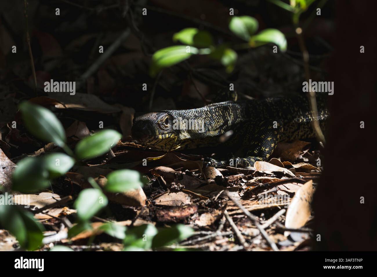 Entdecken Sie Australiens einzigartige und vielfältige Tierwelt Stockfoto