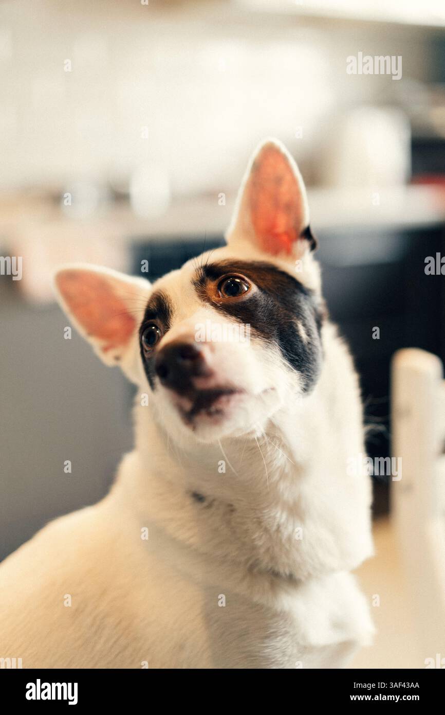 Nahaufnahme Porträt Schwarzweiß Haushund Stockfoto