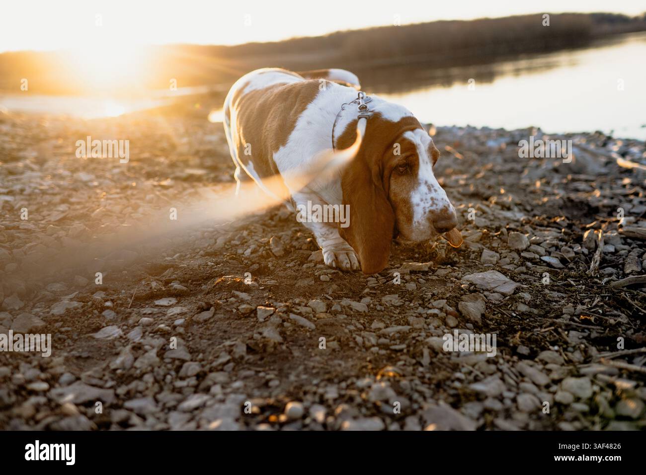 Der Hund geht an der Leine am felsigen Ufer neben dem Wasser spazieren Stockfoto