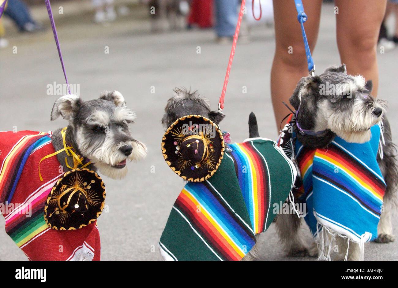 April 2005; San Antonio, TX, USA; ASHLEY FEIKS Miniaturschnauzer (von links) Cabernet Franc, Pinot Noir und Brunelo trugen ihre drei Amigo-Kostüme. Die jährliche Fiesta Pooch Parade fand am 23. April 2005 statt. Obligatorischer Credit: Foto von Helen Montoya/San Antonio Express-News/ZUMA Press. (©) Copyright 2005 von Helen Montoya/San Antonio Express-News Stockfoto