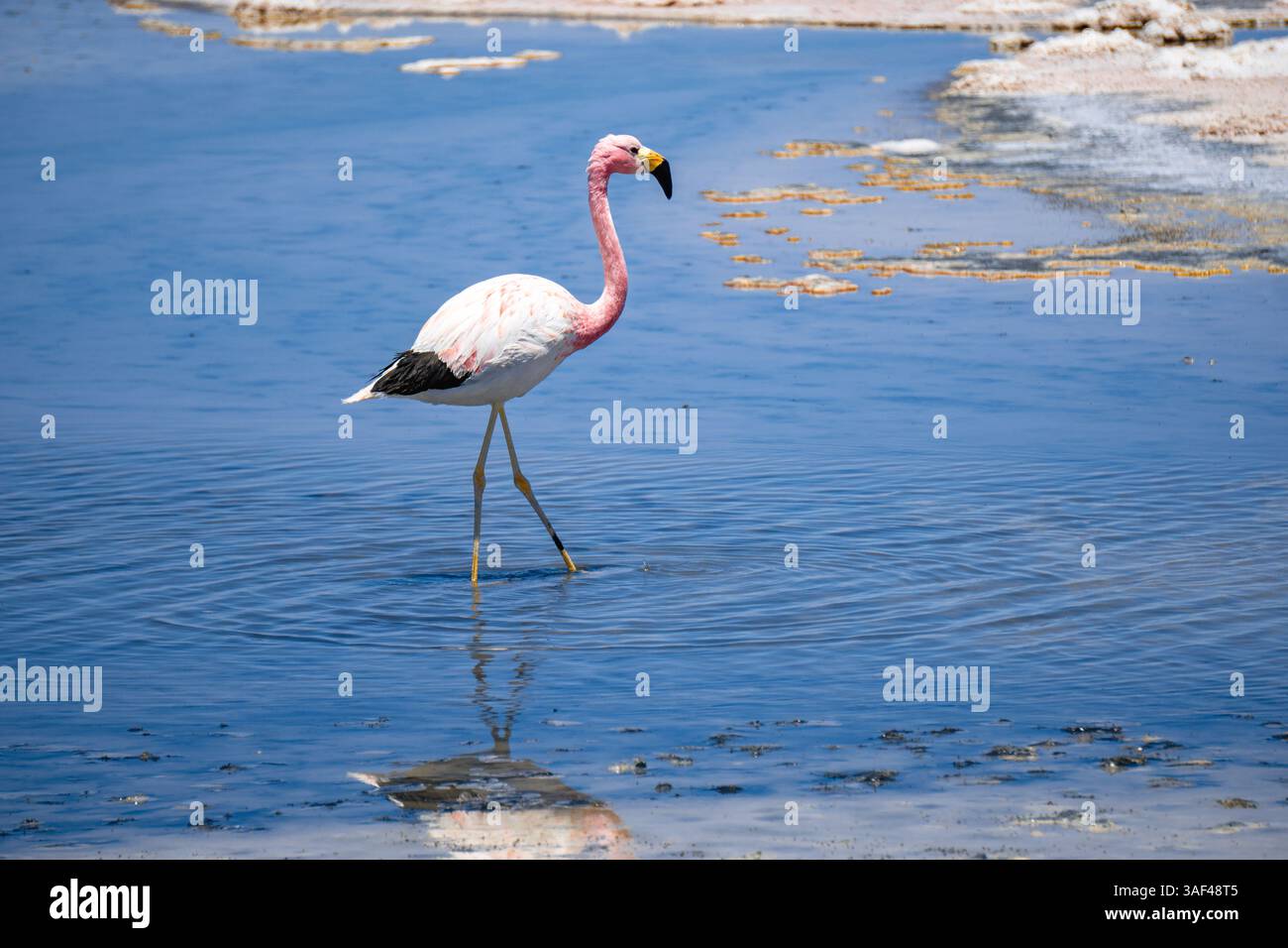 Einsamer Anden-Flamingo spiegelt sich in Laguna Chaxa, Atacama-Wüste, Chile, in einem abgelegenen Wildlife Habitat der südamerikanischen Anden Stockfoto