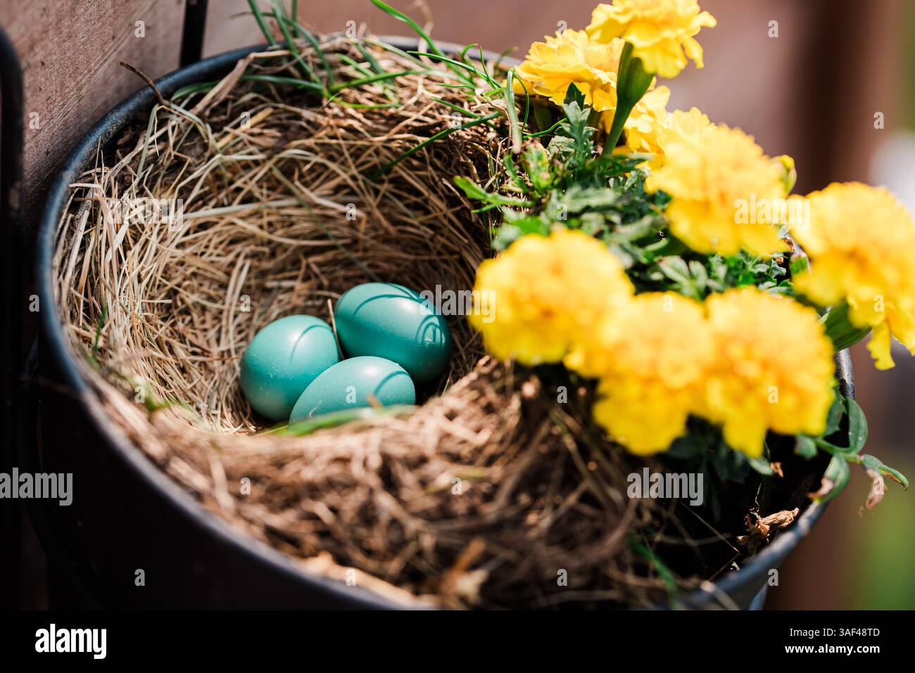 Bunte robin-Eier in einem Nest, umgeben von Frühlingsblumen Stockfoto