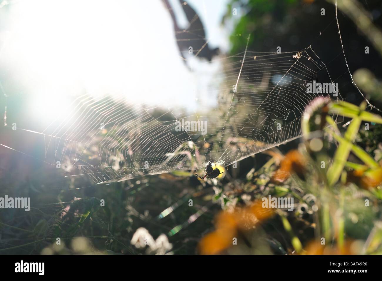 Spinne auf Netzpflanzen und Sonne Stockfoto