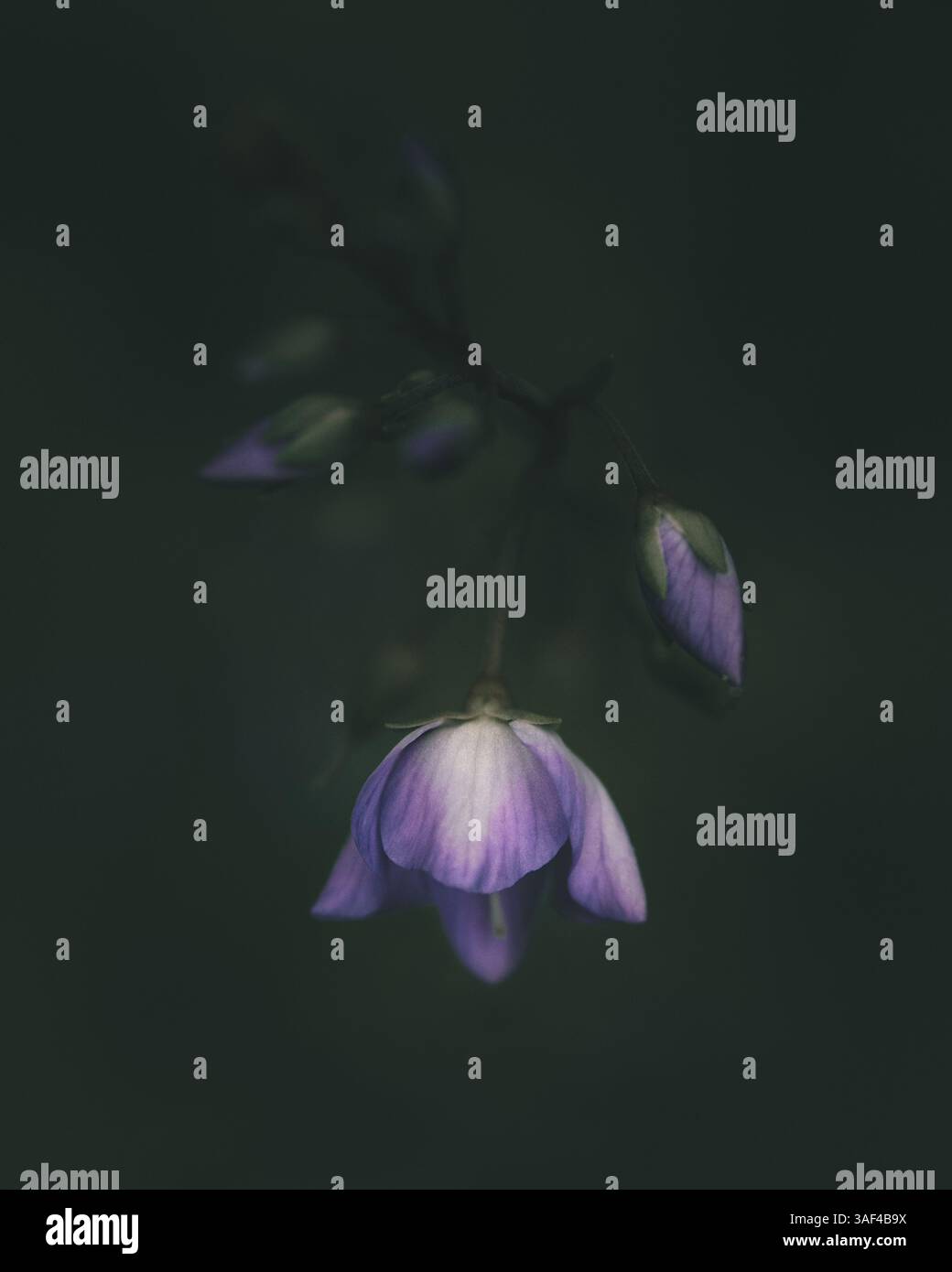 Nahaufnahme der Glockenblume, der violetten Blume Stockfoto