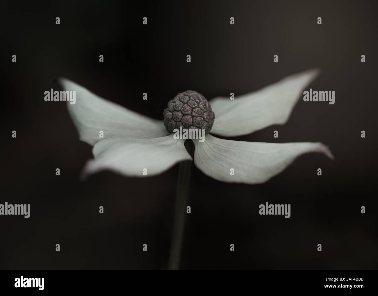 Nahaufnahme eines kousa-Hartholzes, Creme-Blume Stockfoto