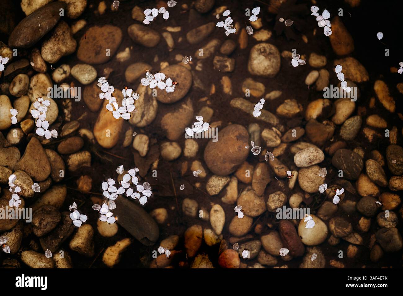 Kirschbaumblätter, die im Wasser schwimmen Stockfoto