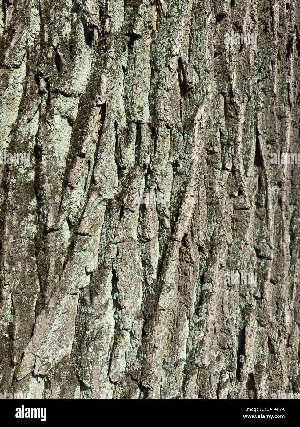 Nahaufnahme von rauer Baumrinde mit komplizierten Mustern und natürlichen Details, ideal für Naturhintergründe, organische Texturen und Umweltbelange - Smartphone-aufgenommenes Stockfoto