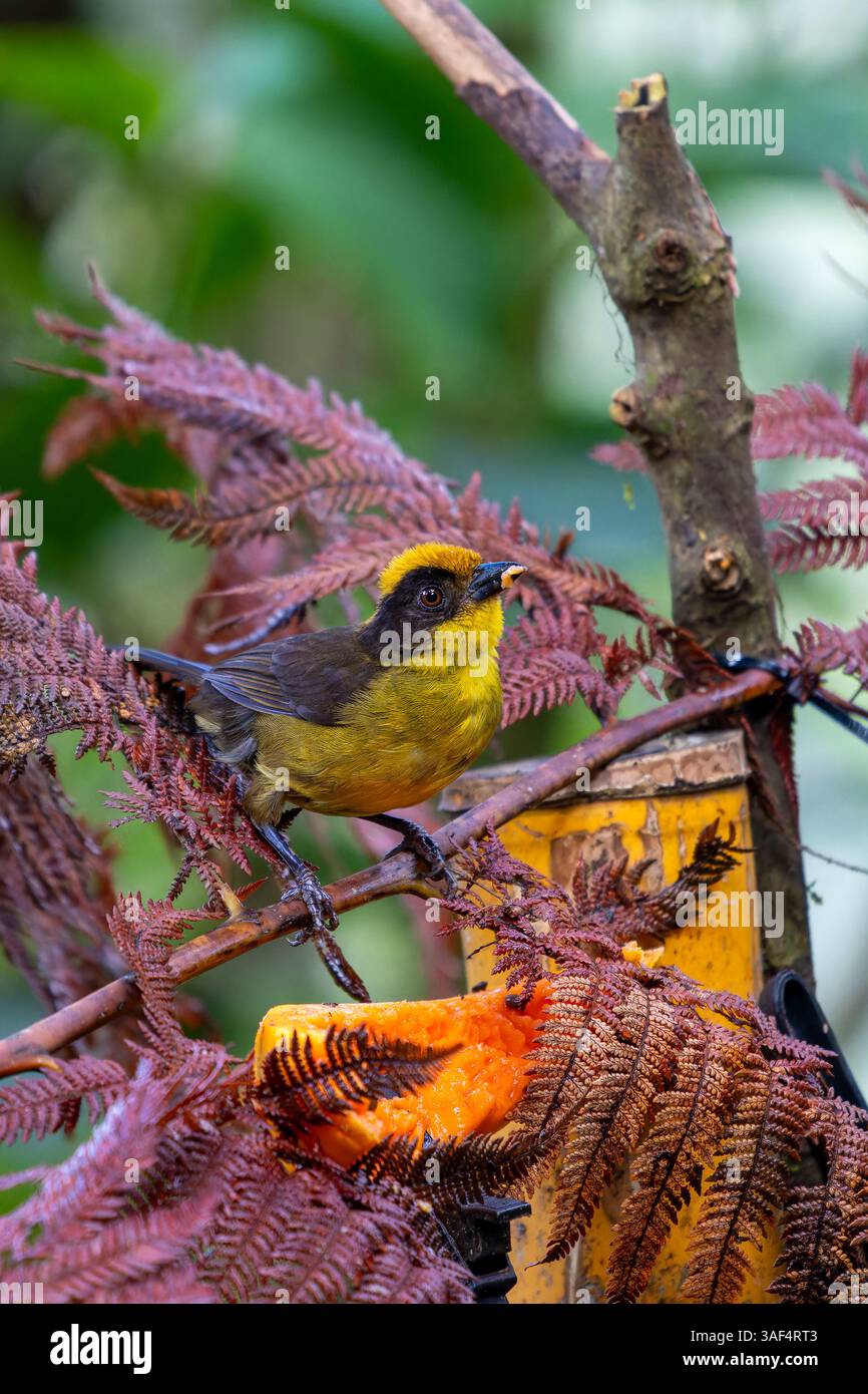 Ein dreifarbiger Pinselfink, Atlapetes Tricolor, bei einem Feeder im Choco-Regenwald, Kolumbien. Stockfoto