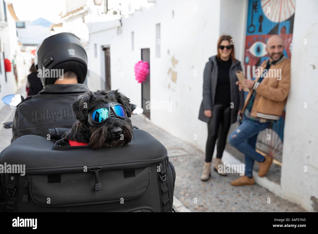 Schwarzer Hund mit Schutzbrille auf der Rückseite des Motorrads, Altea, Costa Blanca, Provinz Alicante, Valencia, Spanien, Europa Stockfoto