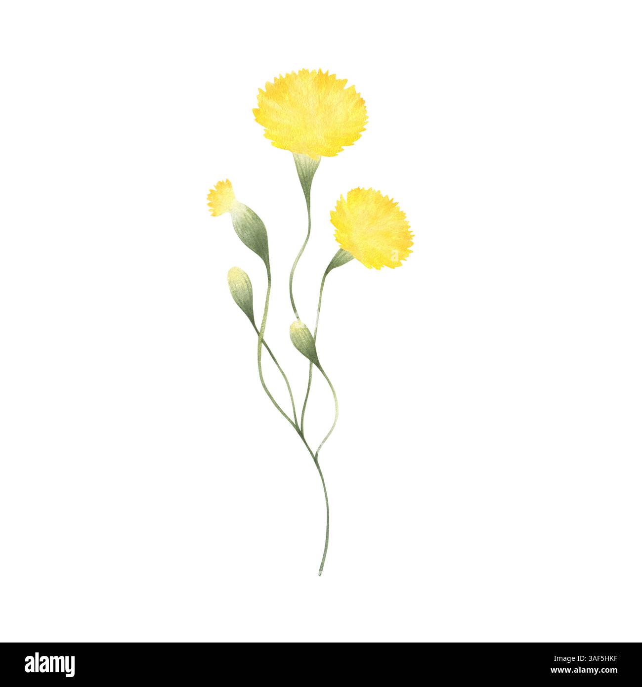 Löwenzahn Wildblume mit drei gelben Blüten und Knospen. Handgezeichnetes florales Aquarell isolierte Illustration der Feldpflanze. Zeichnung der Wiesenblume für Stoff und Postkarten. Zeichnung von wildem Grün. Stockfoto